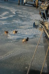 Feb 2010 Blizzards (102).JPG