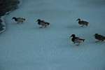 Feb 2010 Blizzards (106).JPG