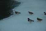 Feb 2010 Blizzards (107).JPG