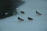 Feb 2010 Blizzards (108).JPG