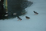Feb 2010 Blizzards (109).JPG