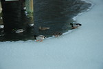 Feb 2010 Blizzards (110).JPG