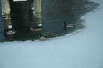 Feb 2010 Blizzards (111).JPG